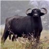 Image 1 : Water Buffalo & Wild Boar Hunt for 2 Hunters in Argentina