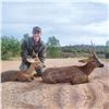 Image 4 : Spain Roe Deer Hunt for 1 Hunter and 1 Observer