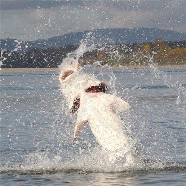 Sturgeon Fishing for 2 Anglers in British Columbia
