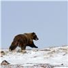 Image 7 : 10-Day Nunavut Territory, Canada CITES Exportable Barren Ground Grizzly Bear Hunt for 1 Hunter