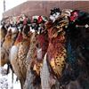 Image 4 : Ultimate Pheasant Hunting Package For 2 in Nebraska