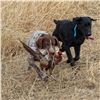 Image 6 : Ultimate Pheasant Hunting Package For 2 in Nebraska