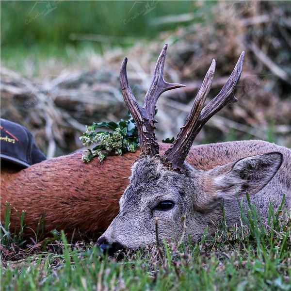 Romania Roe Buck & Wild Boar Hunt For 1 Hunter