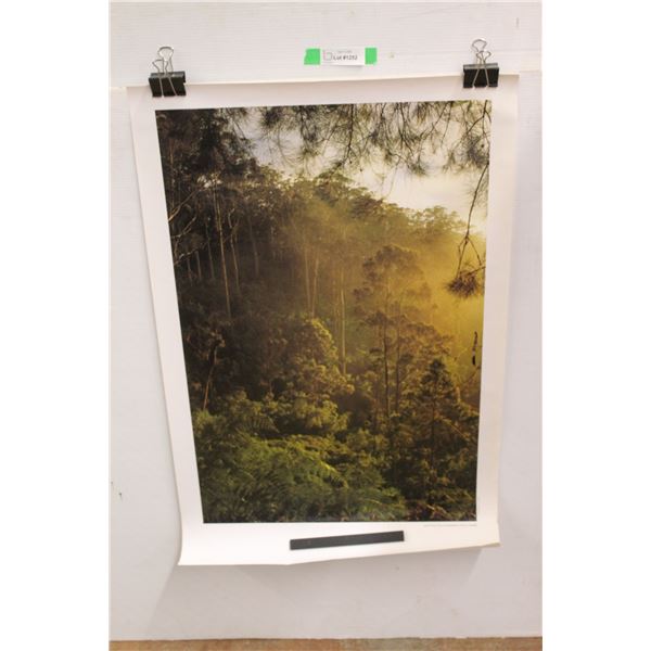 Tropical Forest Poster 35'' x 23''