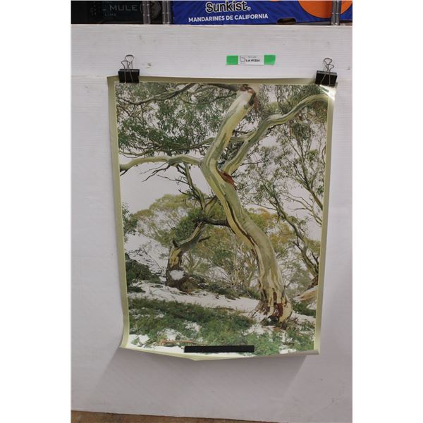 Moroka National Park Poster 34'' x 23''