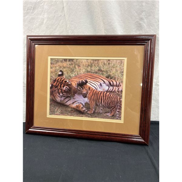 Framed Tiger & Cub Picture