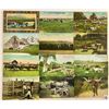 Image 2 : Animals - Cow Postcards Approx. 90