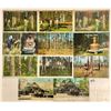 Image 2 : Turpentine Harvesting Industry Postcards 18 turpentine related postcards. Early to standard size chr