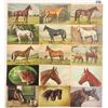 Image 2 : Animals - Horses 35+