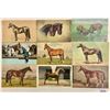 Image 3 : Animals - Horses 35+