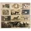 Image 2 : Animals - Real Photo Horses 17 Postcards