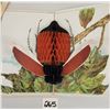 Image 1 : Novelty - 2 Honey Comb Bug Fold Out Postcards