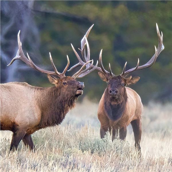 2025 Wyoming Game & Fish Commissioner License