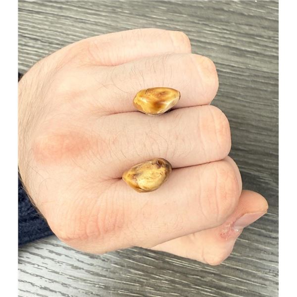 Native American Indian Montana Bull Elk Teeth