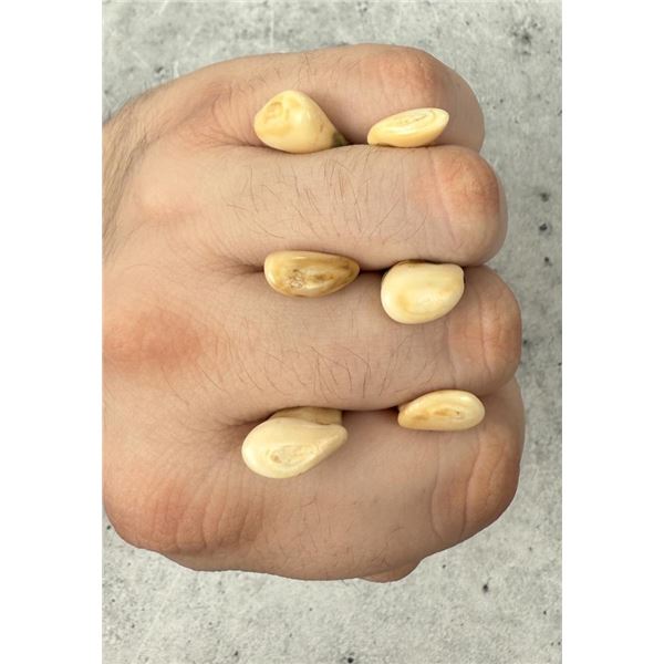 Montana Bull Elk Teeth