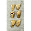 Image 2 : Montana Bull Elk Teeth