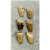 Image 3 : Montana Bull Elk Teeth
