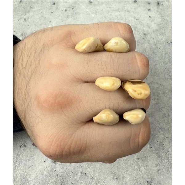 Montana Bull Elk Teeth