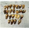 Image 3 : Native American Indian Montana Bull Elk Teeth
