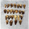 Image 4 : Native American Indian Montana Bull Elk Teeth