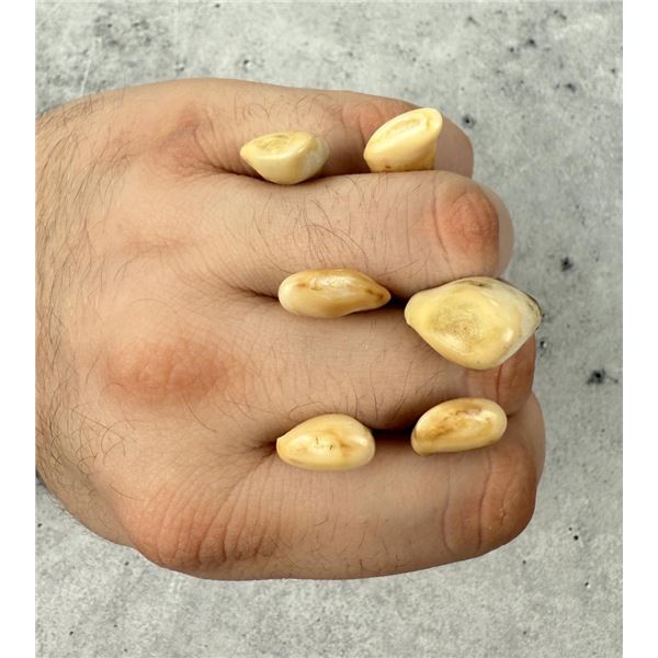 Montana Bull Elk Teeth