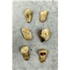Image 2 : Montana Bull Elk Teeth