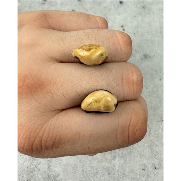 Native American Indian Montana Bull Elk Teeth