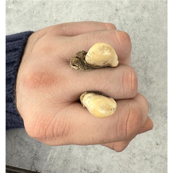 Montana Bull Elk Teeth