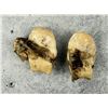 Image 3 : Montana Bull Elk Teeth