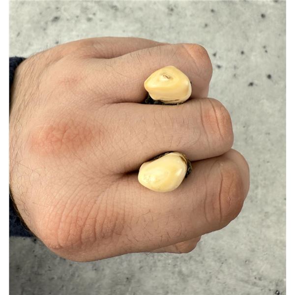 Montana Bull Elk Teeth