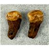 Image 2 : Native American Indian Montana Bull Elk Teeth