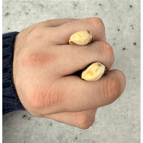 Montana Bull Elk Teeth