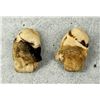 Image 2 : Montana Bull Elk Teeth