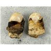 Image 3 : Montana Bull Elk Teeth