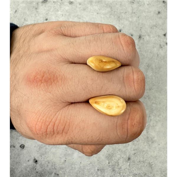 Montana Bull Elk Teeth