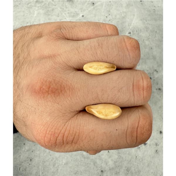 Montana Bull Elk Teeth