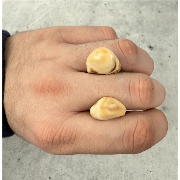 Montana Bull Elk Teeth