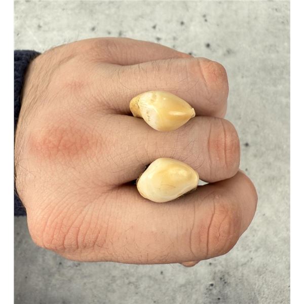 Montana Bull Elk Teeth