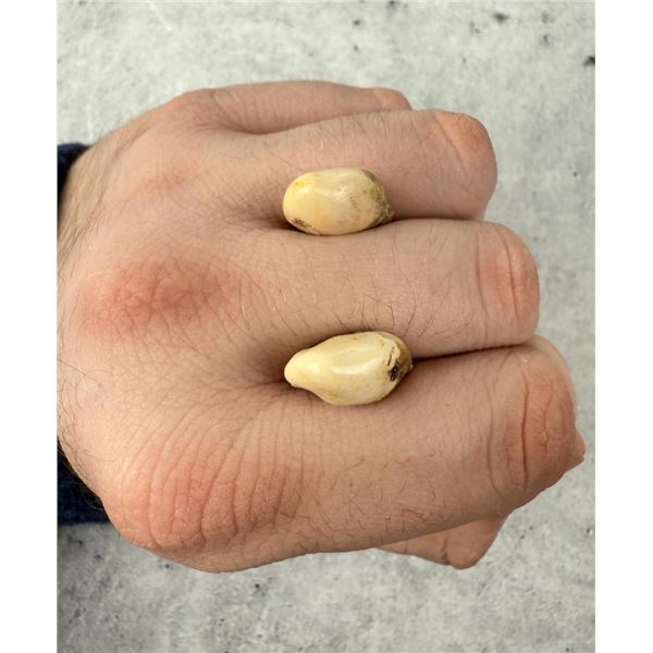 Montana Bull Elk Teeth