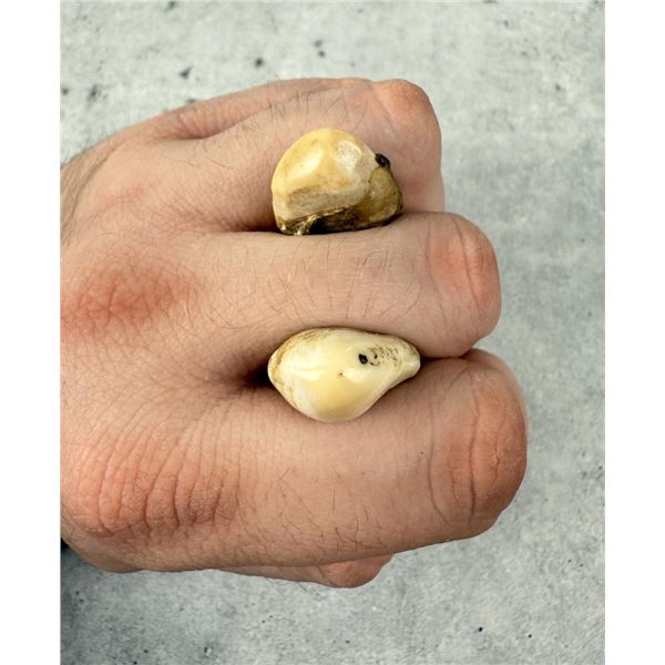 Montana Bull Elk Teeth