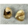 Image 3 : Montana Bull Elk Teeth
