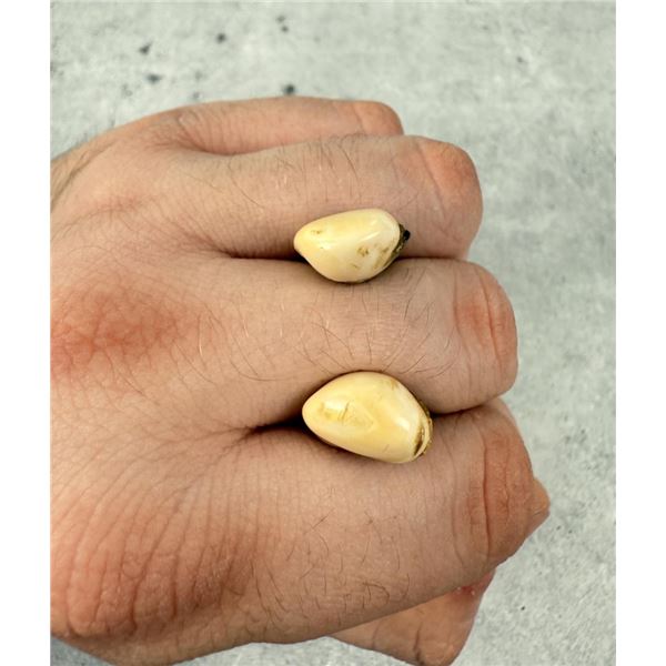 Montana Bull Elk Teeth