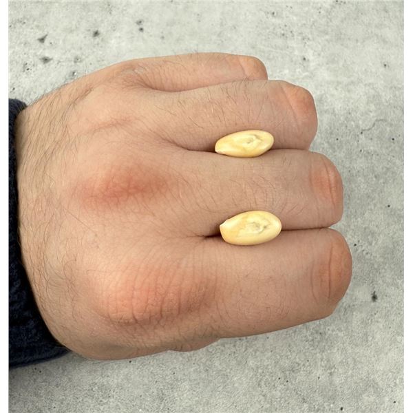 Montana Bull Elk Teeth