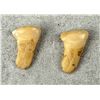 Image 2 : Montana Bull Elk Teeth
