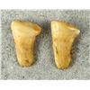 Image 3 : Montana Bull Elk Teeth