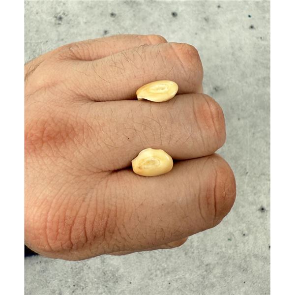 Montana Bull Elk Teeth