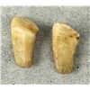 Image 3 : Montana Bull Elk Teeth