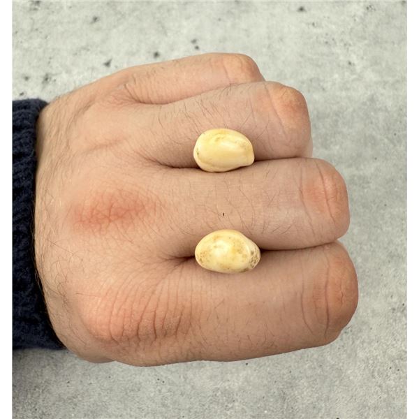 Montana Bull Elk Teeth