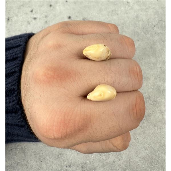 Montana Bull Elk Teeth