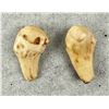 Image 3 : Montana Bull Elk Teeth